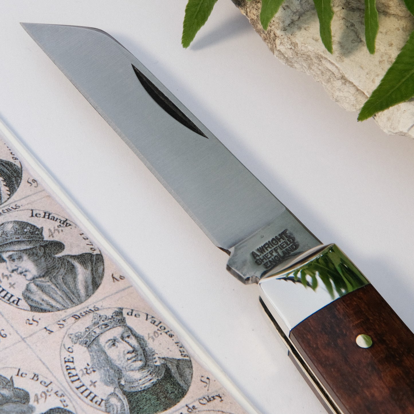 Senator Lambsfoot Snakewood